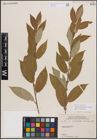 Foto von Salix eriocephala var. watsonii (Bebb) Dorn